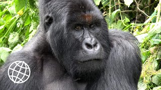 Mountain Gorilla Trekking, Virunga NP, DR Congo  [Amazing Places 4K]