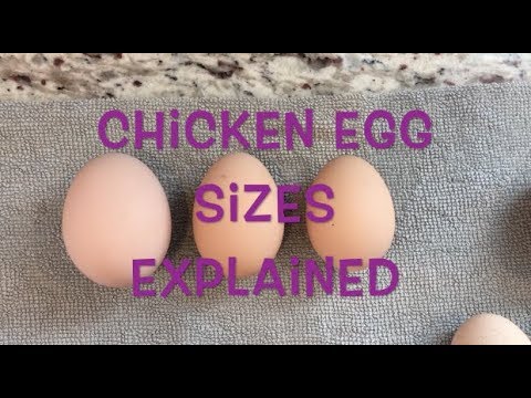 Video: How Many Grams Are In A Chicken Egg