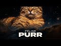 The Healing Resonance: An Exploration into the Science of Purring | Science Before Dreams
