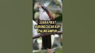 suara pikat burung cucak kopi terbukti ampuh anti zonk