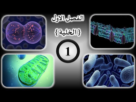 فيديو: لماذا الخلايا البكتيرية بدائية النواة؟