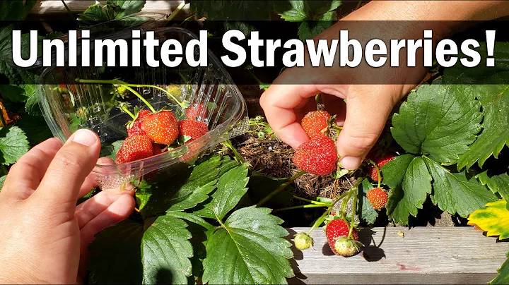 Revive Your Strawberry Patch and Multiply Your Plants