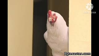 Scared Eggs Nyan Cat Im Working