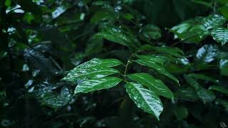 Rainfall on Forest Foliage -  Rainstorm Sounds for Sleeping