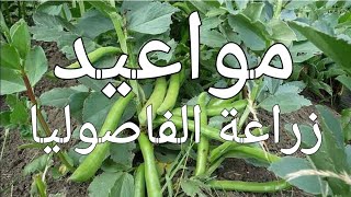 مواعيد زراعة الفاصوليا