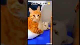 Cat vs Giant Mouse? The Cat Quit Before Starting! 🐱🐭#shortvideo #cat #vs #mouse #funny #vairalvideo