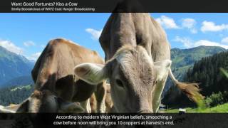 Want Good Fortunes? Kiss A Cow