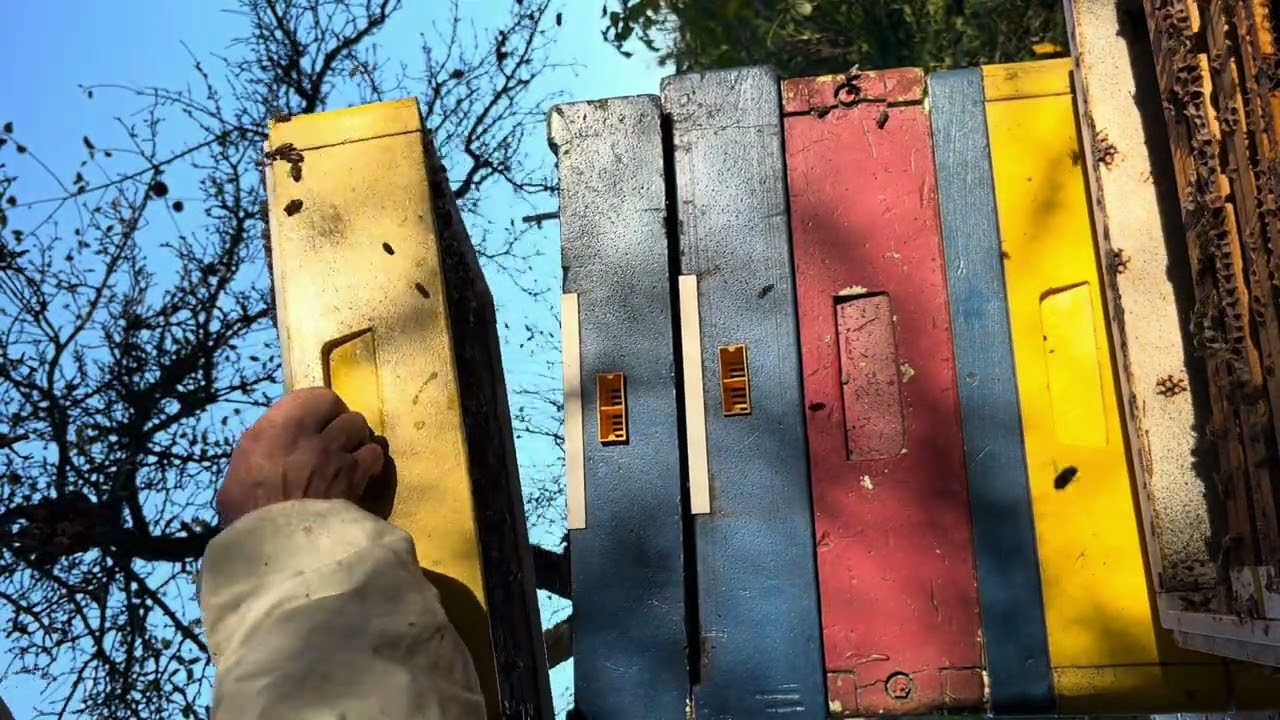 Ostatnie prace w sezonie. Czy moje pszczoły czerwią w jesieni ?