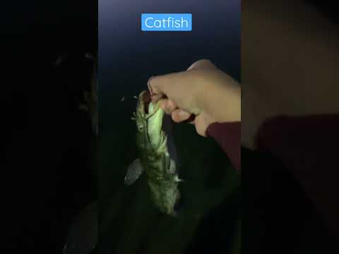 Videó: Catfish ancistrus: leírás és fotó