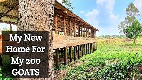 New Home For My 200 Goats | Kimd Farms Ug | 2023