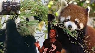 Celebrity casual geographic The Red Panda Problem Not Being Talked About Enough Reaction Wealth