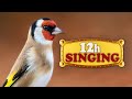 12h GOLDFINCH SONG (the Best) !!!