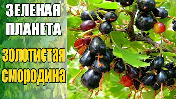 Золотистая смородина выращивание / Как посадить смородину весной