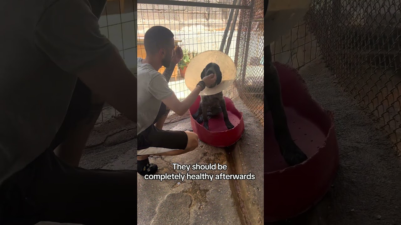 Shelter dog recovering from operation  