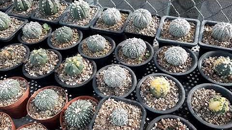 Test rễ bám chậu và giới thiệu các loại xương rồng!