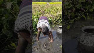 Traditional Hand Fishing. Village Boy Is Catching Catfish  Removes Water Hyacinth. Part 132#shorts