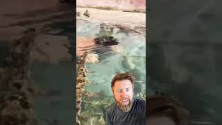 Kid Goes Swimming With Hundreds of Crocodiles Net Worth