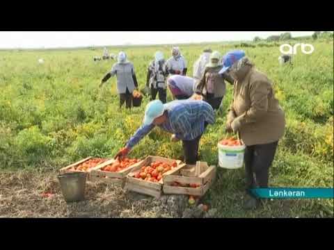 Video: Ləzzətli Pomidor: çeşidlər, Hibridlər, Kənd Təsərrüfatı Texnologiyasının Incəlikləri