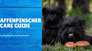 Affenpinscher Raising: A Comprehensive Guide