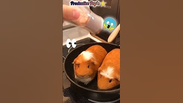 How to Cook Guinea pigs