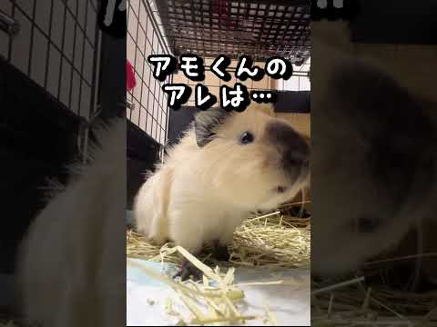 アビシニアンロシアンスモークモルモットのアモくんのアレは…