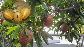 Cách thu hoạch & ủ Saphoche (Hồng Xiêm) (Lồng Mứt) nhanh chín