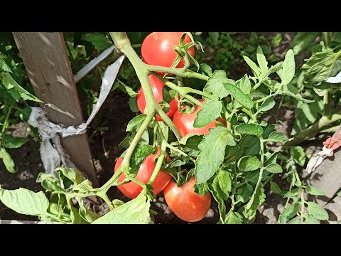 Potash feeding of tomatoes. Diy potassium fertilizers