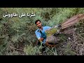 The Peacock eats baby chicks and kittens😳/Jawad.Al-Mughamir