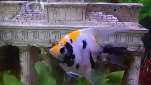 david cooney nice fish tanks