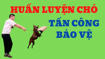HUẤN LUYỆN CHÓ BẢO VỆ CHỦ/HUẤN LUYỆN CHÓ H
