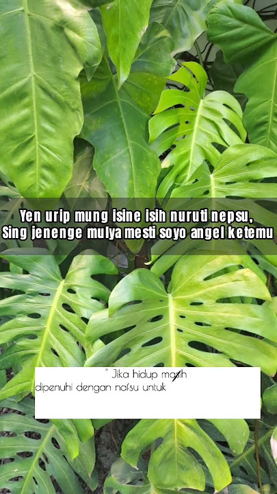 QUOTES JOWO STORY WA ( Urip ojo mung mburu napsu ) #shorts #ukororebo