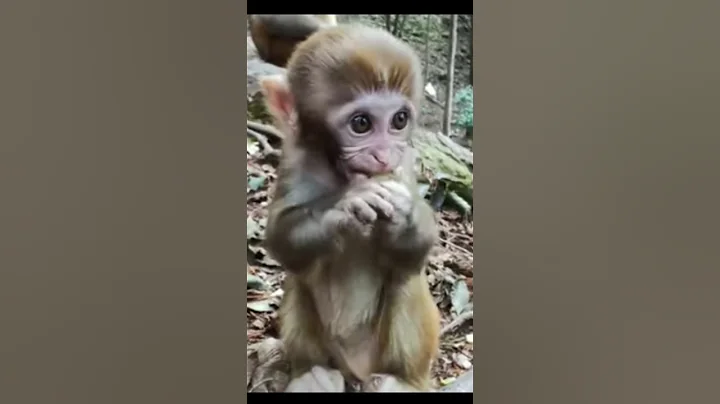 baby monkey short video