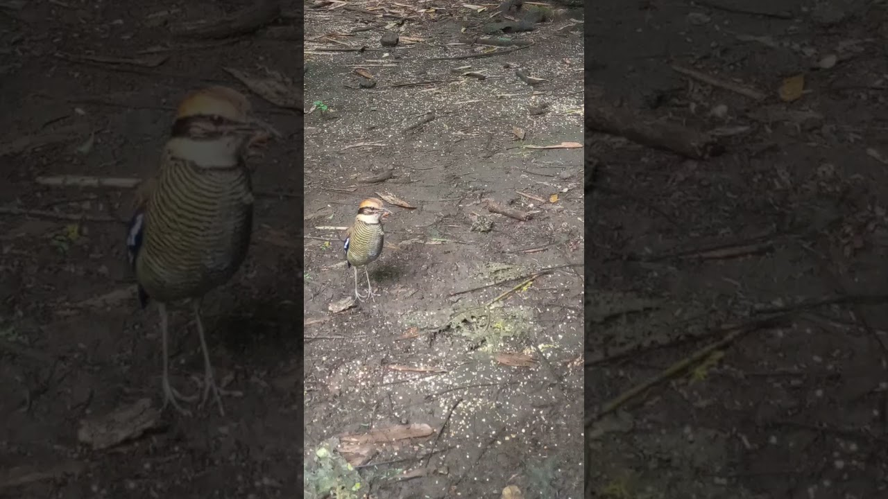 Javanese endemic bird, Javan banded pitta,