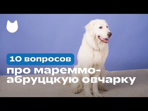 10 вопросов владельцу про мареммо-абруццкую овчарку: характер, спорт и отношение к людям и питомцам