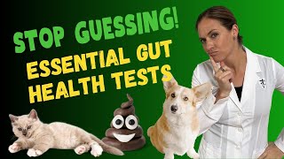 How To Fix Your Pet's Gut Health Naturally  Important Pet Gut Health Tests | Holistic Vet