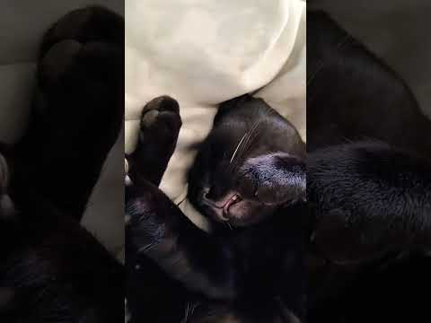 Cat Ki Kharrate Wali Awaaz