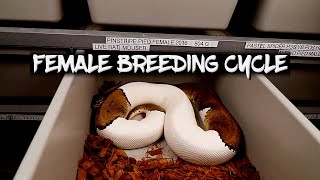 The Ball Python Female Breeding Cycle