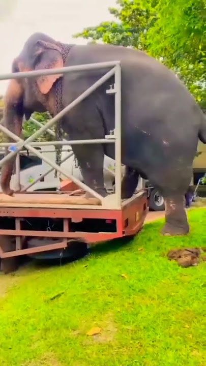 එයාගේ විස්වාසය 😍#trending #elephant #animals