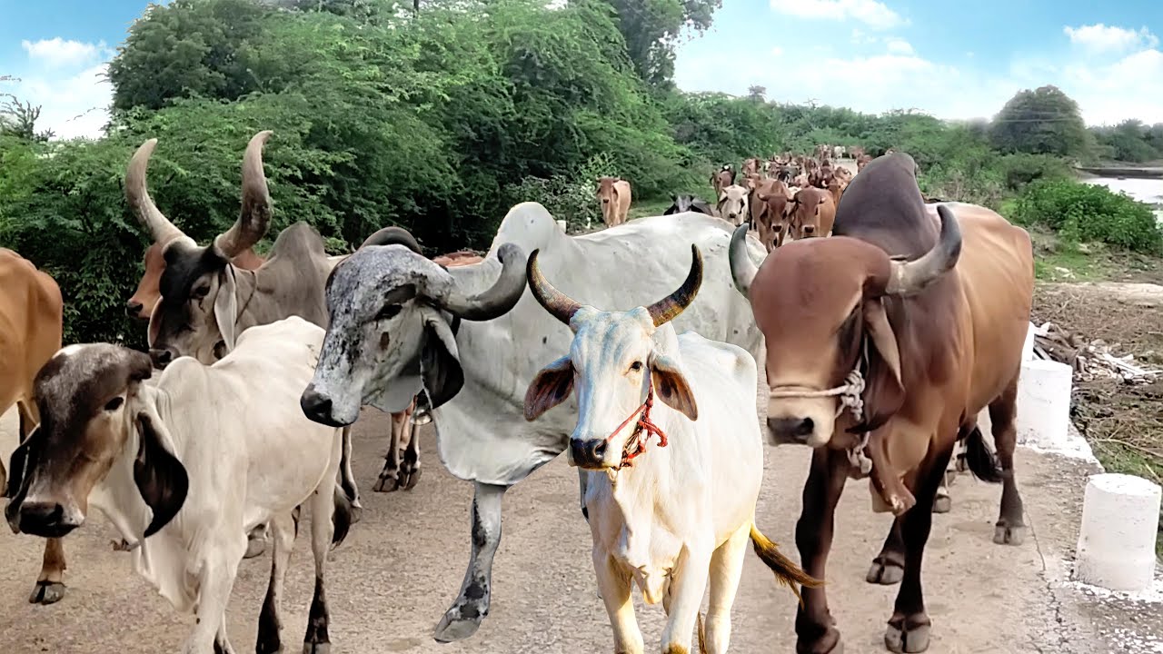 indian cows running roads of village videos || amazing cows eating grass || Village life in gujarat