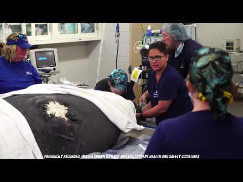 Lesley the Manatee Returns Home | SeaWorld Orlando