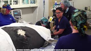 Lesley the Manatee Returns Home | SeaWorld Orlando