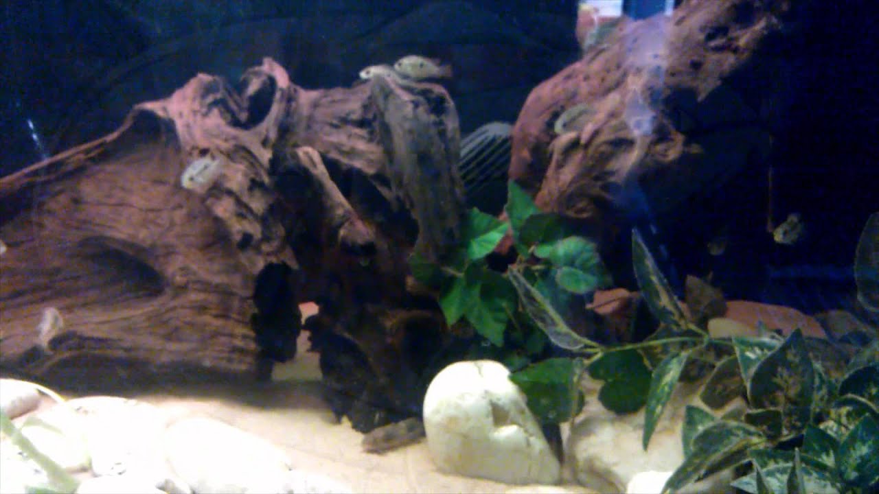 aquarium plants The Blue Ghost Angels and Friends