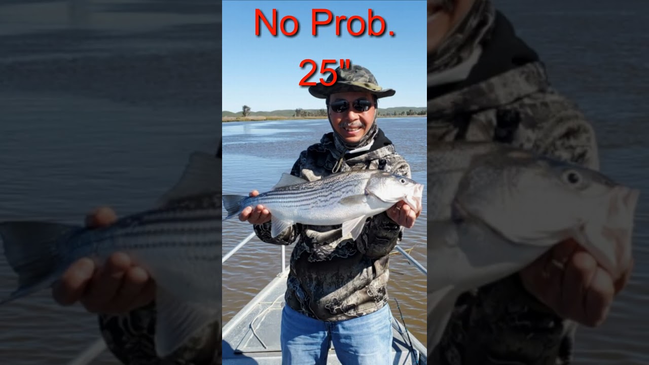 Striper Fishing Report CA Delta #Fishing #Shorts #Striper 