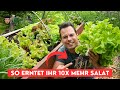 Salat länger frisch halten mit diesem Trick - dauerhaft Ernten