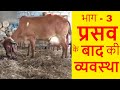 गाय या पशु के प्रसव के बाद की व्यवस्था |  Cattle After Delivery Care