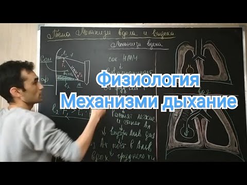 Физиология дыхание. Механизм вдоха и выдоха.