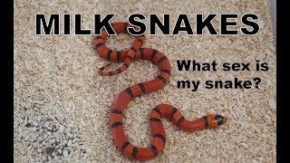 Milk Snakes Sexing and Morphs - YouTube