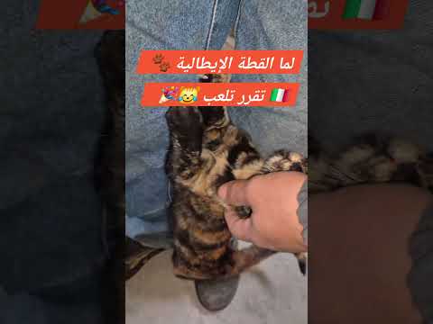 لما القطة الإيطالية تقرر تلعب