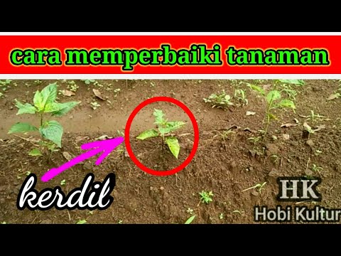 cara memperbaiki tanaman kerdil agar kembali normal