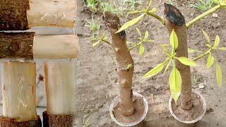 How to propagate mango tree from cutting for beginner | Grow mango tree cutting